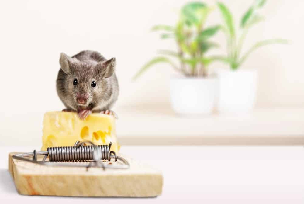 Cách diệt chuột tại nhà đơn giản