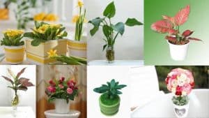 Top 10 loài hoa để bàn làm việc trong phong thuỷ mang lại tài lộc